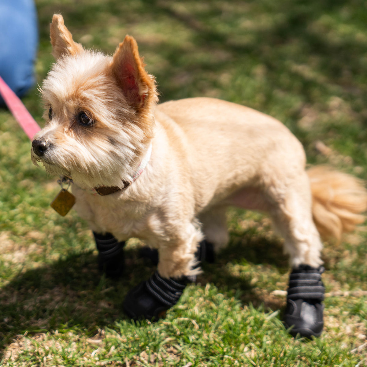 Ruff N Ready Pet Shoes