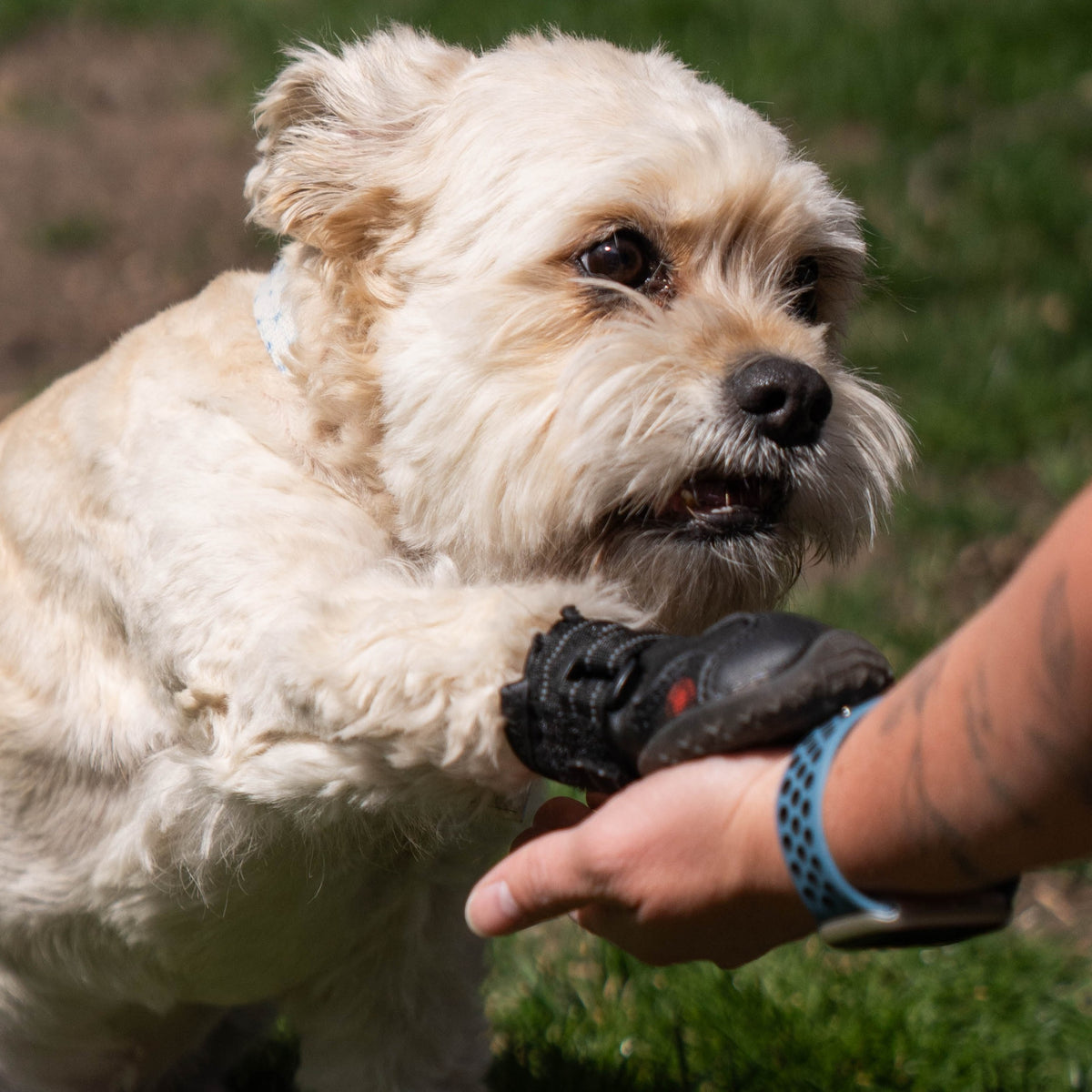 Ruff N Ready Pet Shoes