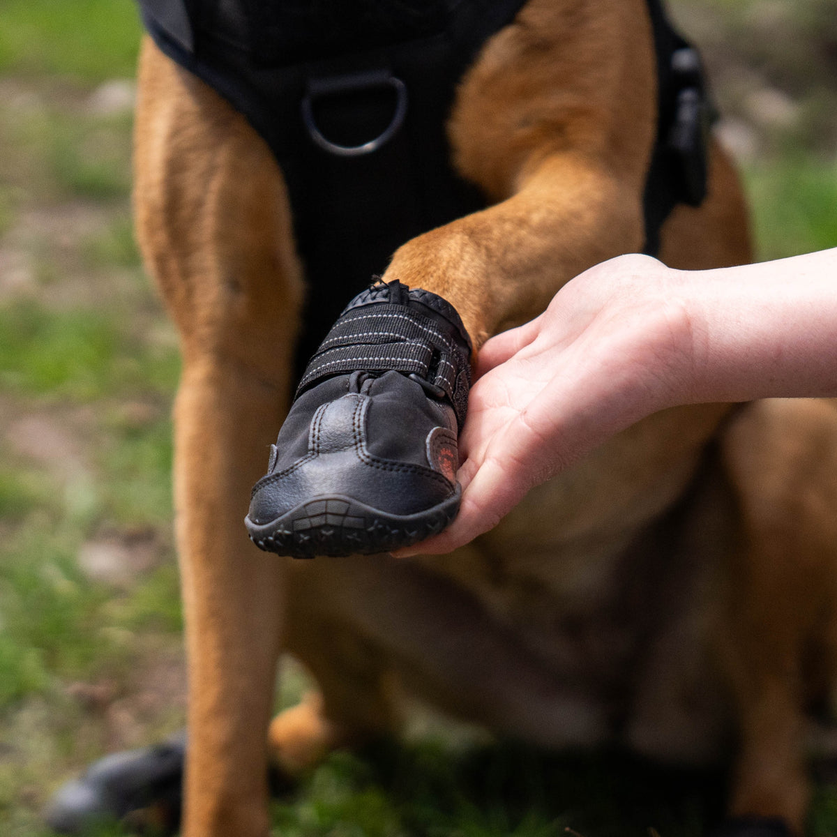 Ruff N Ready Pet Shoes